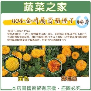 【蔬菜之家00H04-1】金峰萬壽菊種子( 1公斤 )