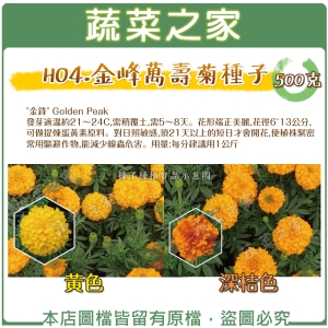 【蔬菜之家00H04-2】H04.金峰萬壽菊種子( 500公克 )
