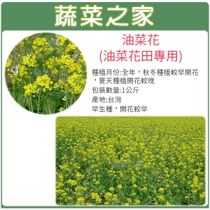 【蔬菜之家00A16-2】油菜花種子(油菜花田專用)1公斤