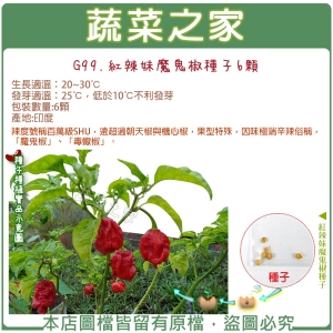 【蔬菜之家】G99.紅辣妹魔鬼椒種子6顆