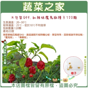 【蔬菜之家】大包裝00G99.紅辣妹魔鬼椒種子120顆