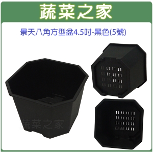 【蔬菜之家005-D132-BL】景天八角方型盆4.5吋-黑色(5號)