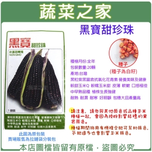 【蔬菜之家】G26.黑寶甜珍珠糯玉米種子20顆