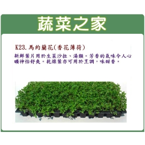 大包裝K23.馬約蘭花種子(香花薄荷)2萬顆