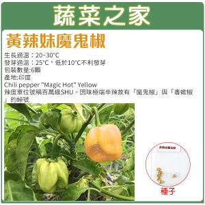 【蔬菜之家00G40】大包裝G40.黃辣妹魔鬼椒種子120顆