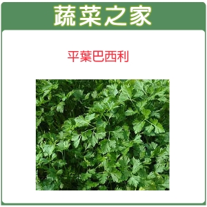F16.平葉巴西利種子300顆