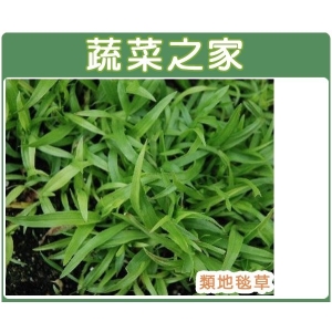 【蔬菜之家】類地毯草種子500克
