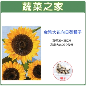 蔬菜之家】H43.金幣大花向日葵種子10顆