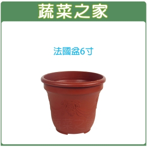 【蔬菜之家005-D119】法國盆6寸