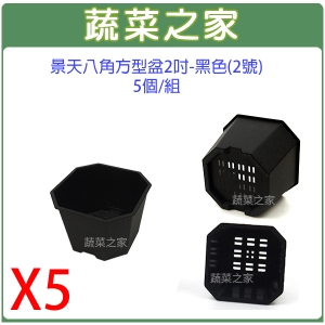 【蔬菜之家005-D115-BL5】景天八角方型盆2吋-黑色(2號)5個/組