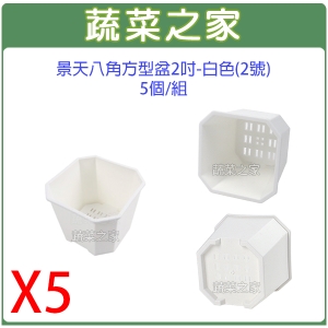 【蔬菜之家005-D115-WI5】景天八角方型盆2吋-白色(2號)5個/組