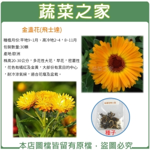 【蔬菜之家】H12.飛士達金盞花(株高20-30公分)種子30顆