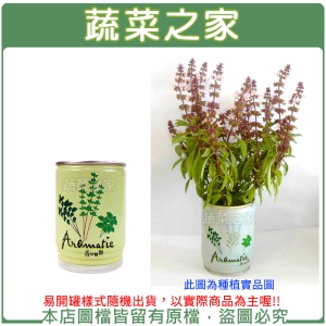 【蔬菜之家004-E06】iPlant易開罐花卉-九層塔
