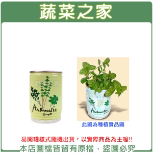 【蔬菜之家004-E07】iPlant易開罐花卉-薄荷