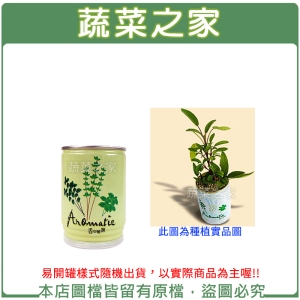 【蔬菜之家004-E08】iPlant易開罐花卉-鼠尾草
