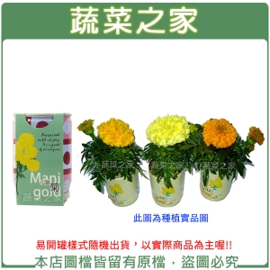 【蔬菜之家004-E09】iPlant易開罐花卉-萬壽菊(小雛菊)