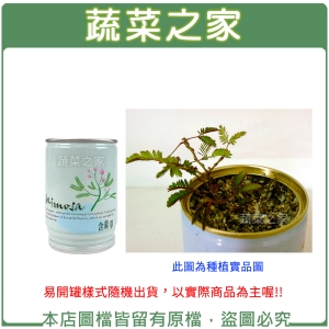 【蔬菜之家004-E14】iPlant易開罐花卉-含羞草