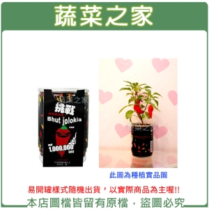 【蔬菜之家004-E15】iPlant易開罐花卉-鬼椒