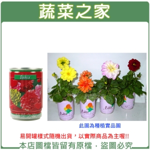 【蔬菜之家004-E19】iPlant易開罐花卉-大理花