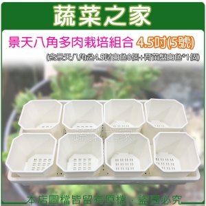 【蔬菜之家005-D132-1-2】景天八角多肉栽培組合4.5吋(5號)(含景天八角盆4.5吋白色8個＋育苗盤白色*1個)