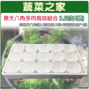 【蔬菜之家005-D117-1-2】景天八角多肉栽培組合3.5吋(4號)(含景天八角盆3.5吋白色15個＋育苗盤白色*1個)