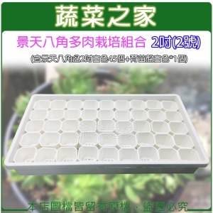 【蔬菜之家005-D115-1-2】景天八角多肉栽培組合2吋(2號)(含景天八角盆2吋白色45個＋育苗盤白色*1個)