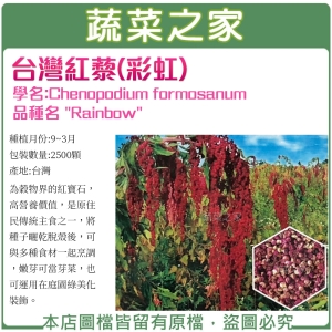 【蔬菜之家】H49.台灣紅藜(彩虹)種子2500顆