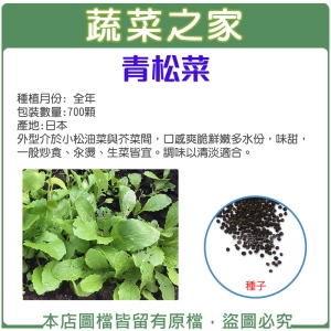 【蔬菜之家】A81.青松菜種子700顆