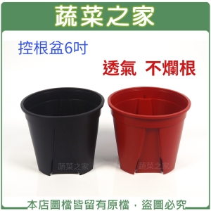控根盆6吋(紅色/黑色兩色可選)