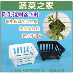 附生淺網盆-6吋 (黑色/白色兩色可選)