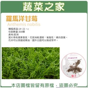 K32.羅馬洋甘菊種子300顆