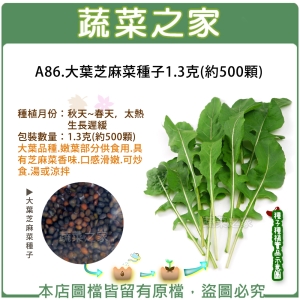 A86.大葉芝麻菜種子1.3克(約500顆)