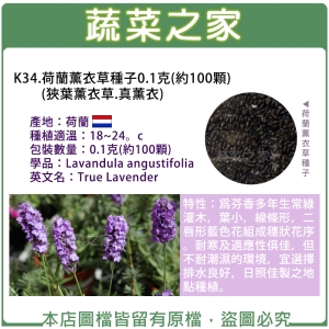 K34.荷蘭薰衣草種子0.1克(約100顆)(狹葉薰衣草.真薰衣)