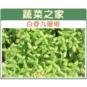 大包裝F01.九層塔 (白骨羅勒)種子15克(約9300顆)