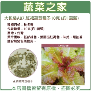 大包裝A87.紅裙萵苣種子10克 (約1萬顆)