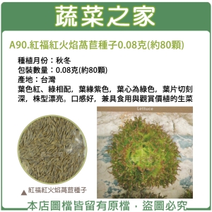 A90.紅福紅火焰萵苣種子0.08克(約80顆)