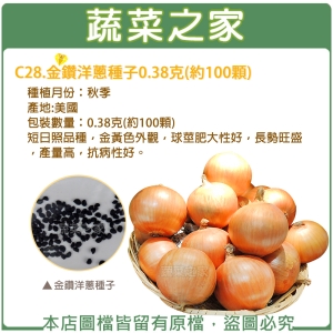 C28.金鑽洋蔥種子0.38克(約100顆)