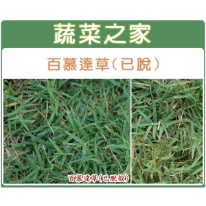 M06.百慕達草種子(已脫殼)
