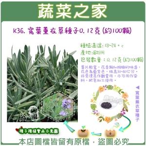 K36.寬葉薰衣草種子0.12克(約100顆)