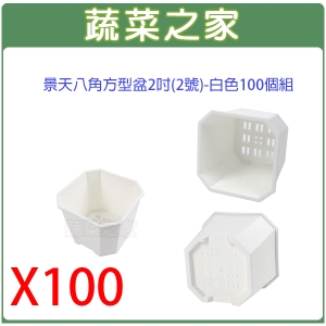 景天八角方型盆2吋(2號)-白色100個/組
