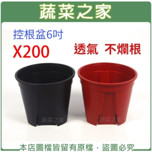控根盆6吋 - (紅色/黑色兩色可選)  200個/件