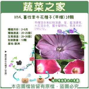 H54.蔓性牽牛花種子(早輝)10顆