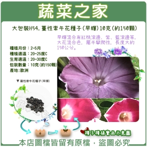 大包裝H54.蔓性牽牛花種子(早輝) 10克(約150顆)