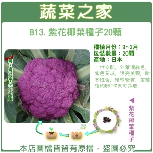 B13.紫花椰菜種子20顆