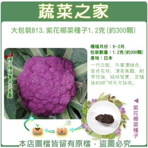 大包裝B13.紫花椰菜種子1.2克(約300顆)