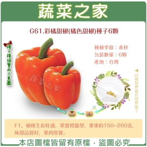 G61.彩橘甜椒(橘色甜椒)種子6顆
