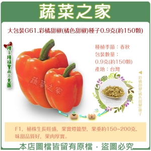 大包裝G61.彩橘甜椒(橘色甜椒)種子0.9克(約150顆)