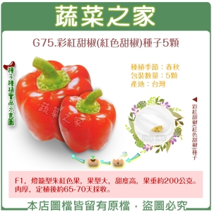 G75.彩紅甜椒(紅色甜椒)種子5顆