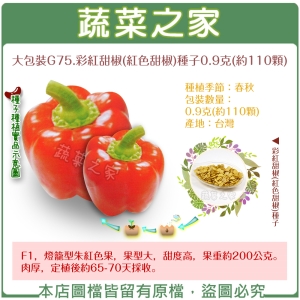 大包裝G75.彩紅甜椒(紅色甜椒)種子0.9克(約110顆)