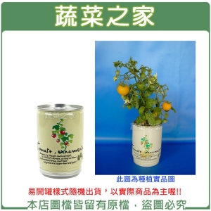 【蔬菜之家004-E12】iPlant易開罐花卉-觀賞番茄2入/組(2入優惠價-單罐88元)